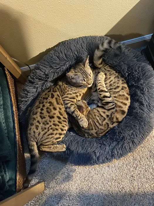 Tikka Sky Bengals Picture 5