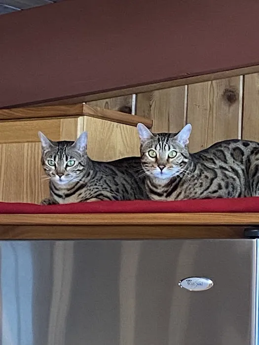 Tikka Sky Bengals Picture 4