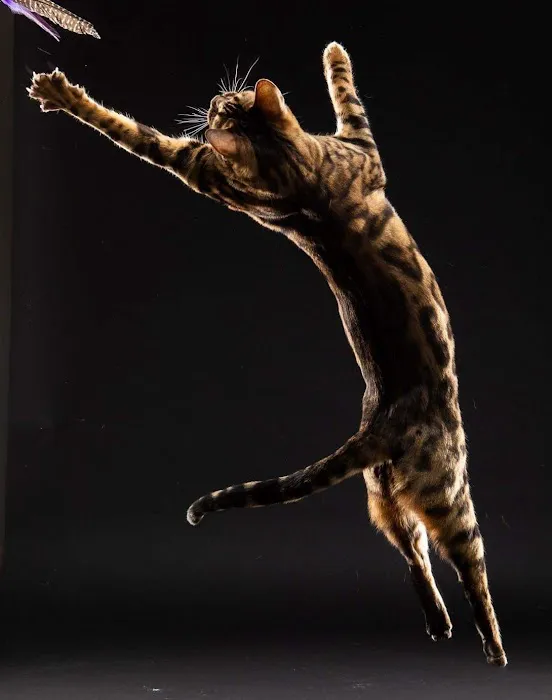 Tikka Sky Bengals Picture 8
