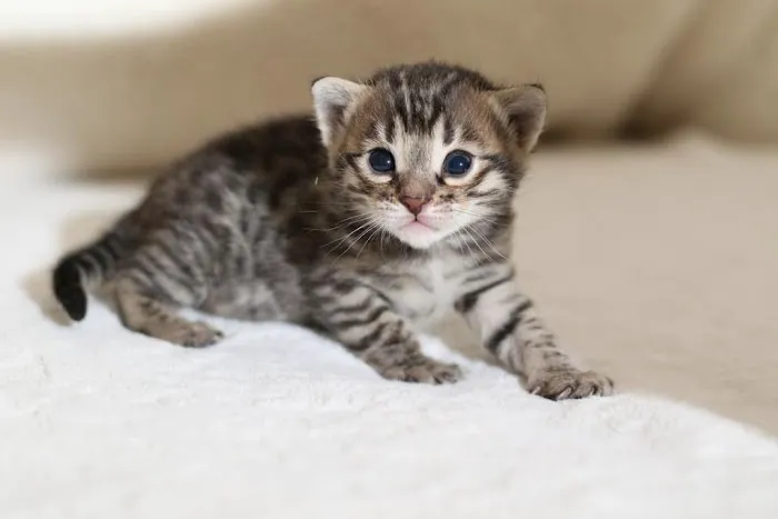 Tikka Sky Bengals Picture 9
