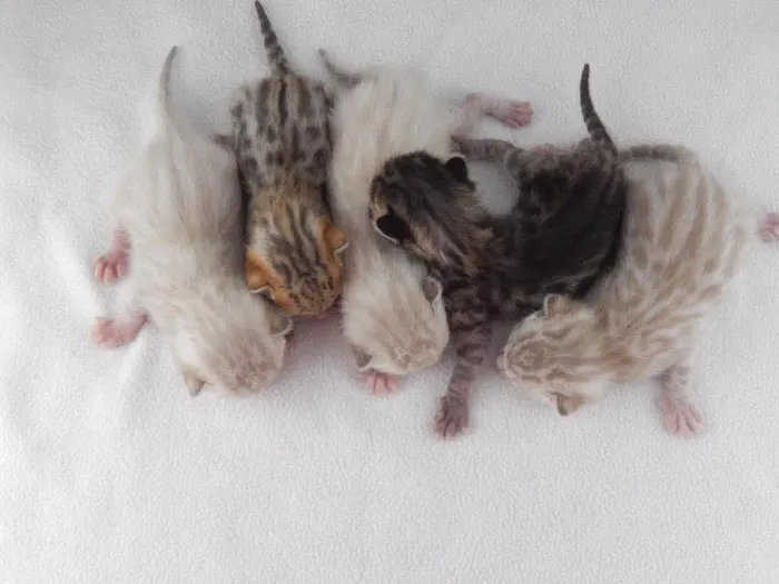 Tikka Sky Bengals Picture 7