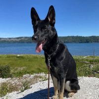 Healthy Pets Animal Hospital ico