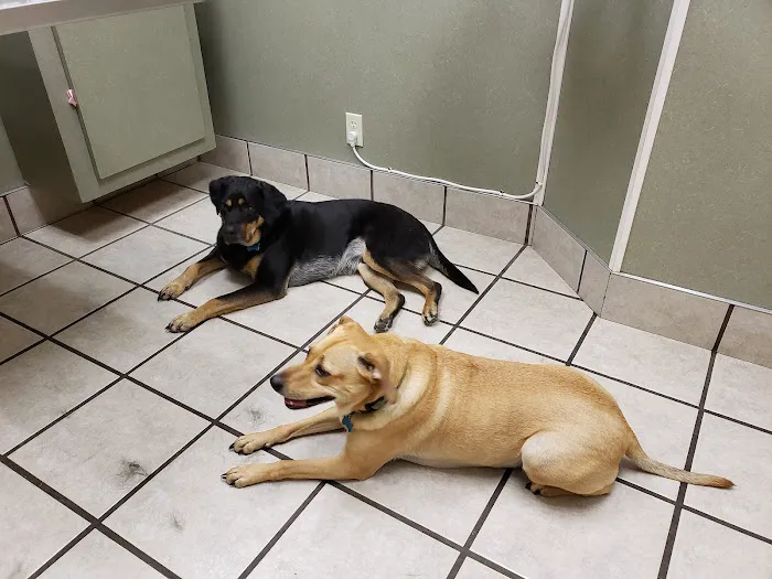 Healthy Pets Animal Hospital Picture 3