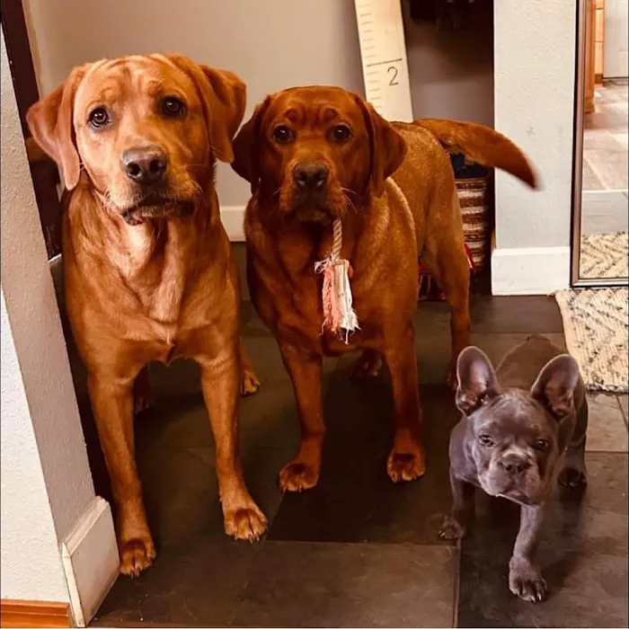 Healthy Pets Animal Hospital Picture 4