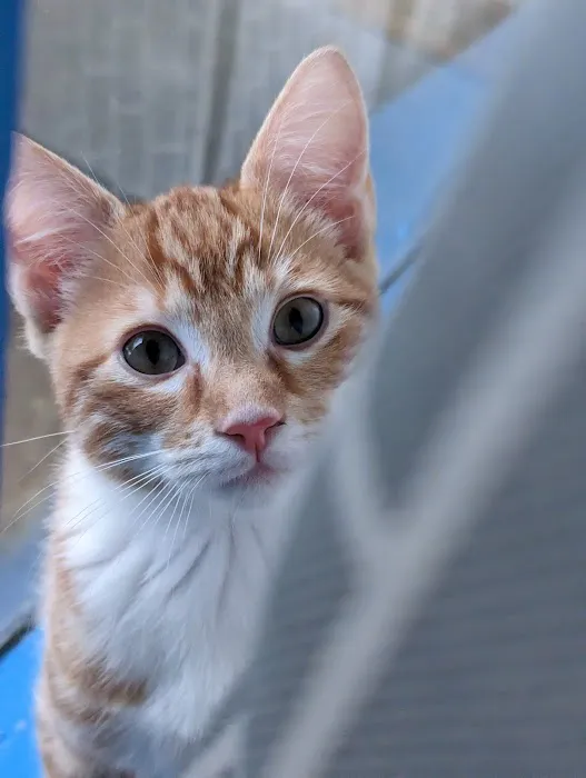 Healthy Pets Animal Hospital Picture 6