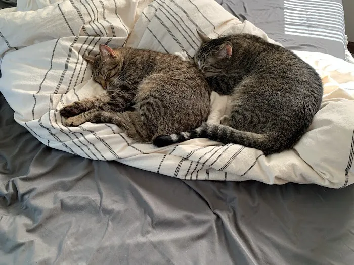 Healthy Pets Animal Hospital Picture 9
