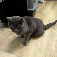 Oly Cats ico