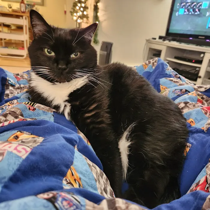 Oly Cats Picture 9