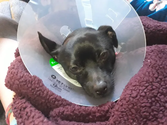 North Olympia Animal Hospital Picture 2