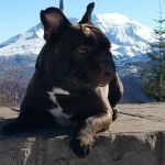 Olympia Veterinary Specialists Oncology