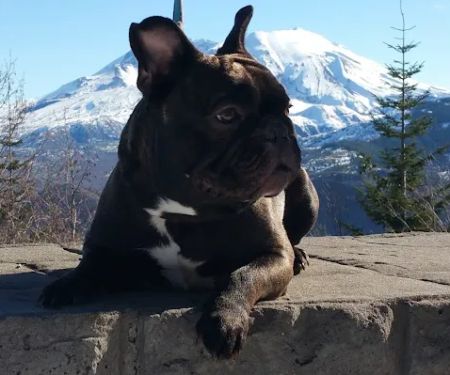 Olympia Veterinary Specialists Oncology