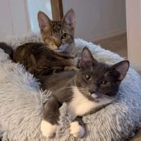 VCA Lacey Animal Hospital ico