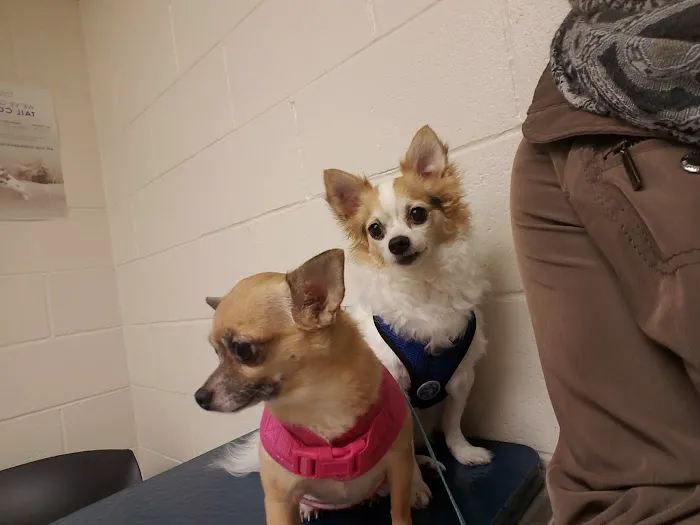VCA Lacey Animal Hospital Picture 4