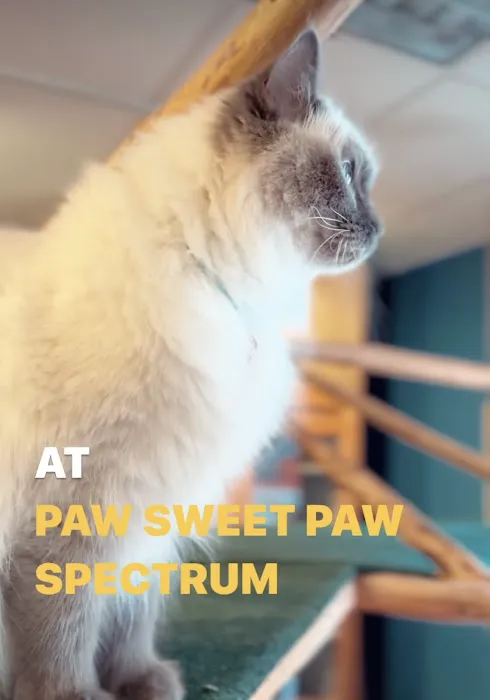 Paw Sweet Paw | Pet Resorts Picture 4