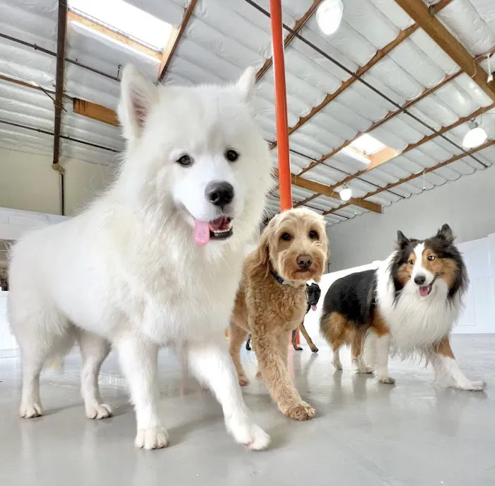 Paw Sweet Paw | Pet Resorts Picture 6