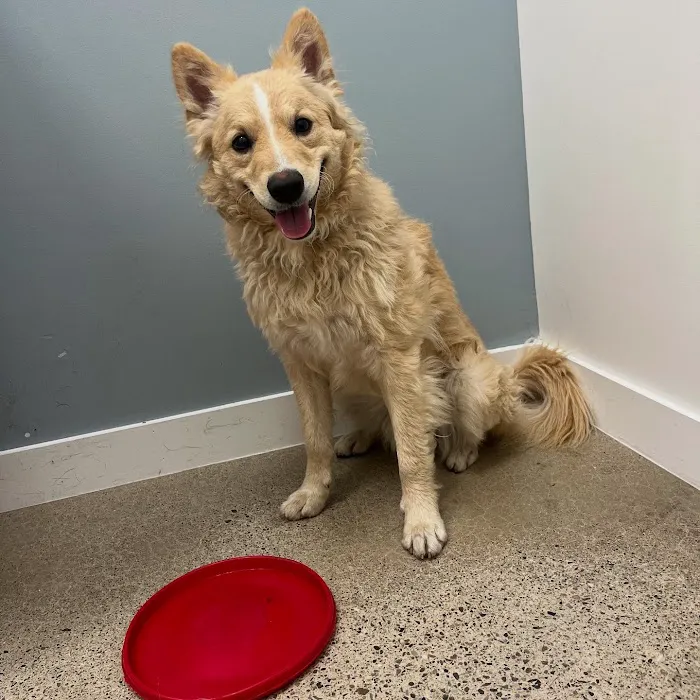 North Hills Animal Hospital Picture 10