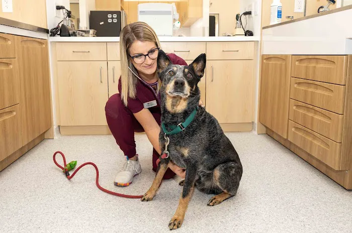 North Hills Animal Hospital Picture 3