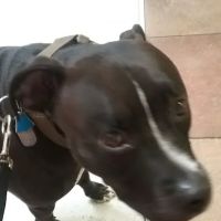 Banfield Pet Hospital ico