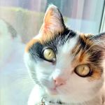 Laguna Beach Animal Hospital