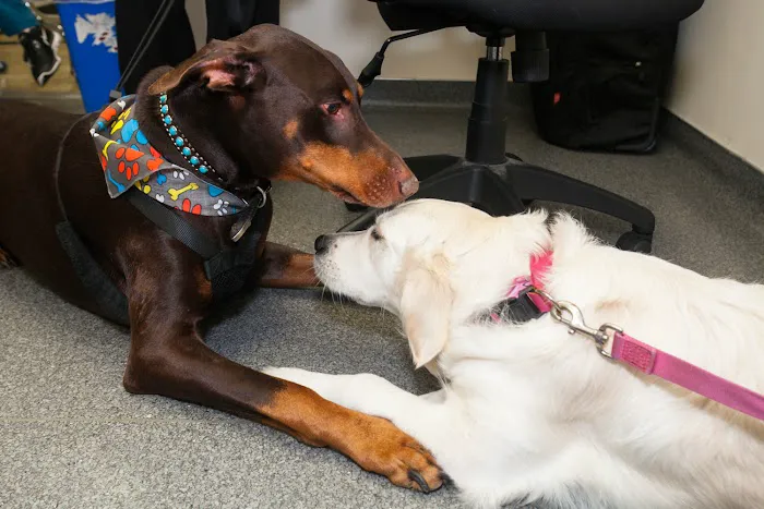 Laguna Beach Animal Hospital Picture 5