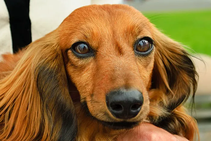 Laguna Beach Animal Hospital Picture 6