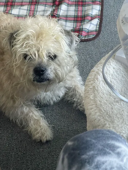 Laguna Beach Animal Hospital Picture 4