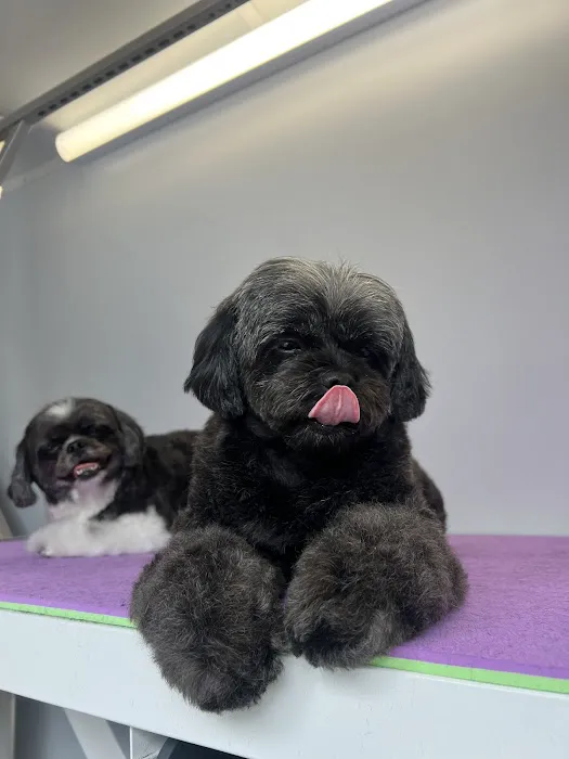 Laguna Beach Animal Hospital Picture 3