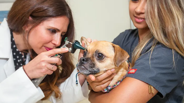 Laguna Beach Animal Hospital Picture 10