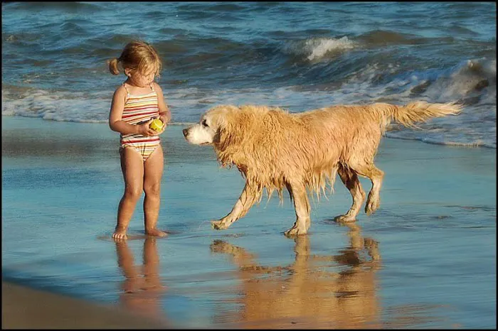 Laguna Beach Animal Hospital Picture 8