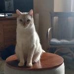 Laguna Hills Animal Hospital