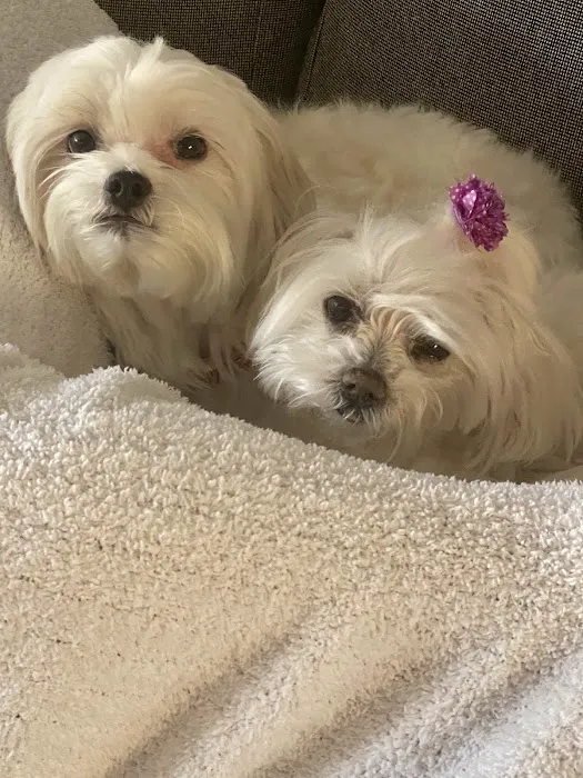 Laguna Hills Animal Hospital Picture 4