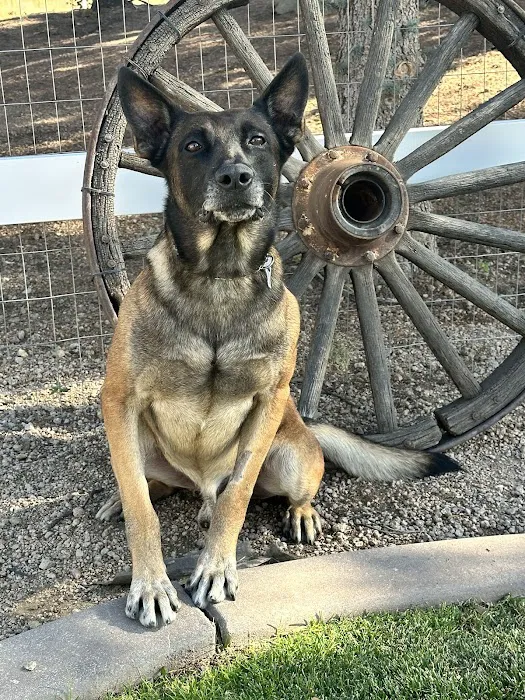 Laguna Hills Animal Hospital Picture 10