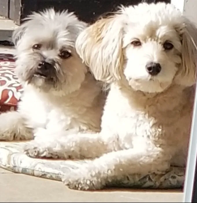 Aliso Niguel Animal Hospital Picture 2