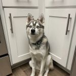 Aliso Niguel Animal Hospital