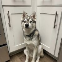 Aliso Niguel Animal Hospital ico