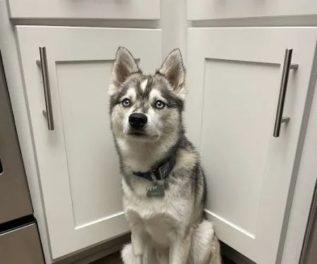 Aliso Niguel Animal Hospital