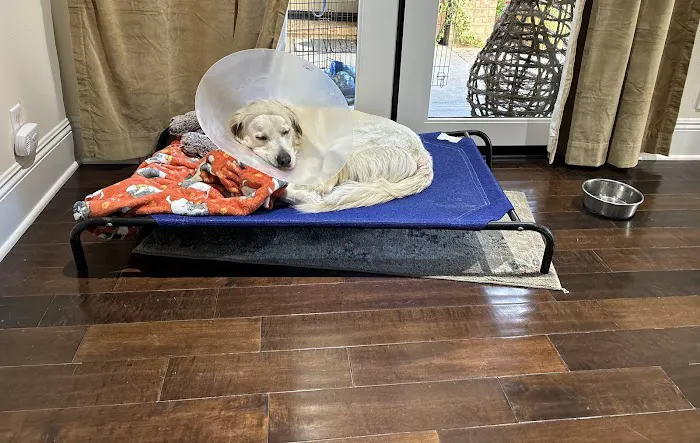 Aliso Niguel Animal Hospital Picture 8