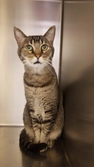 Aliso Niguel Animal Hospital Picture 6