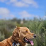Arch Beach Veterinary Clinic