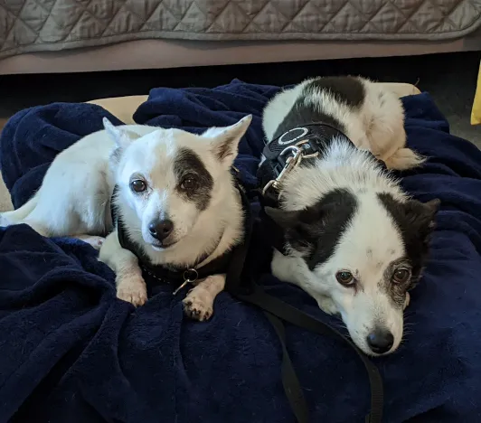 Laguna Pet Care Center Picture 4