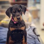 Aliso Beach Animal Clinic