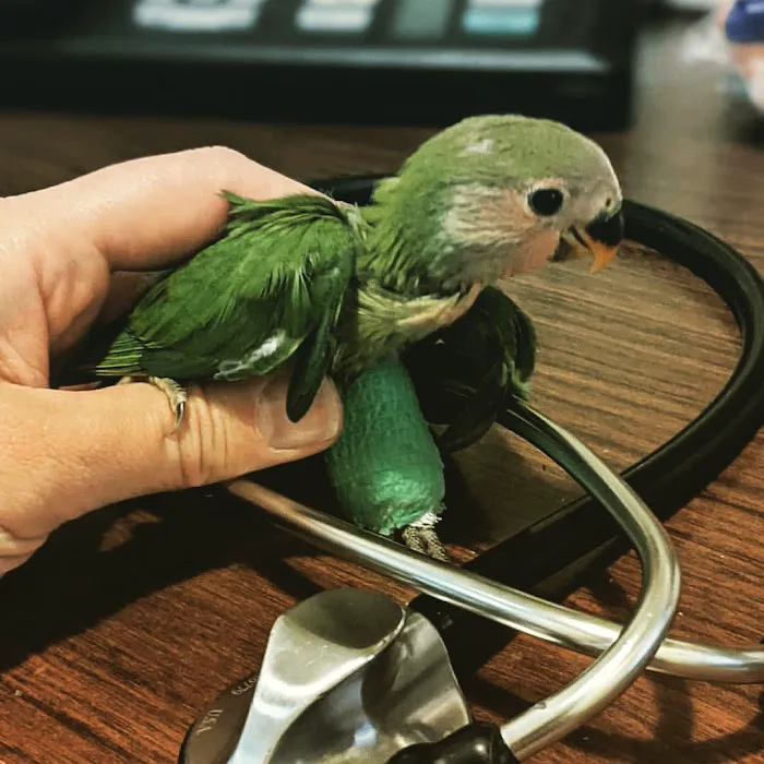 Aliso Beach Animal Clinic Picture 8