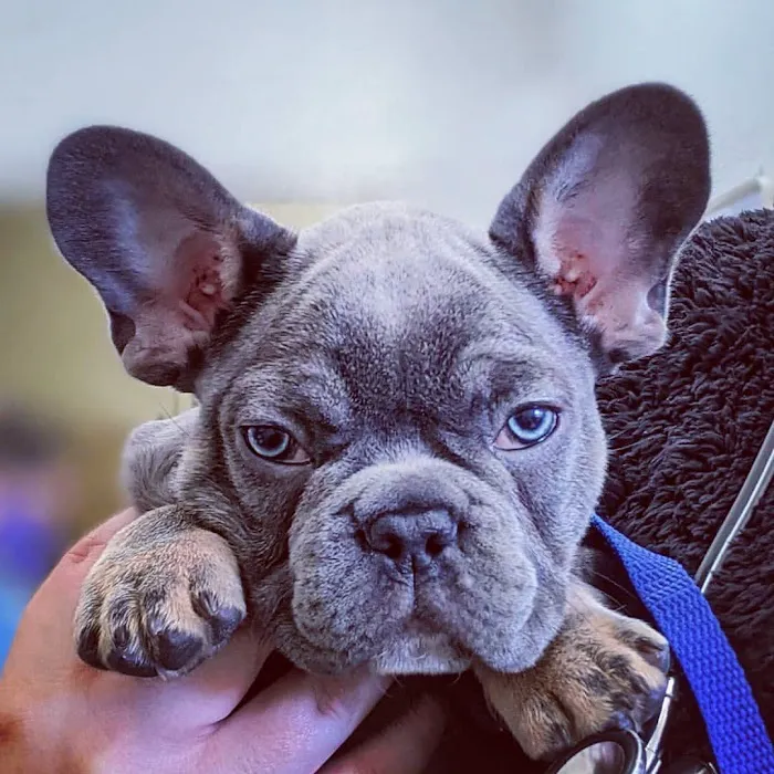 Aliso Beach Animal Clinic Picture 10