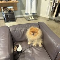 Alicia Pacific Veterinary Center ico