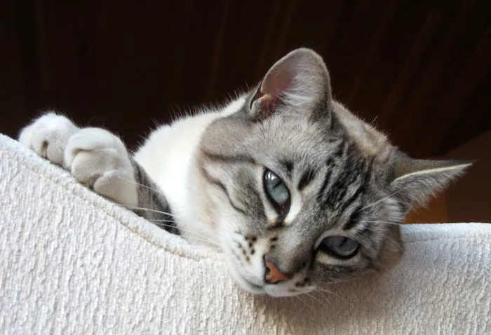 Alicia Pacific Veterinary Center Picture 3