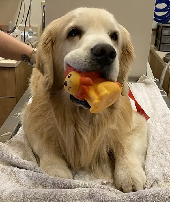 Alicia Pacific Veterinary Center Picture 8