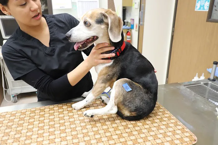 South Coast Veterinary Hospital Picture 4