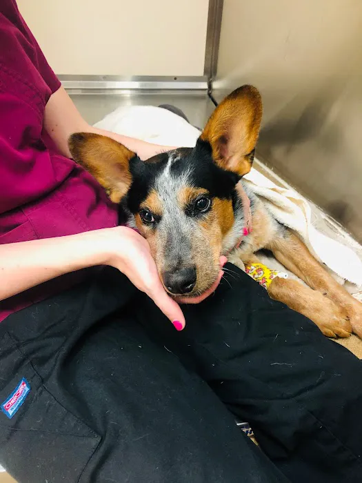 South Coast Veterinary Hospital Picture 5
