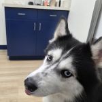 EPIC Pet Center