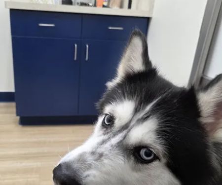 EPIC Pet Center